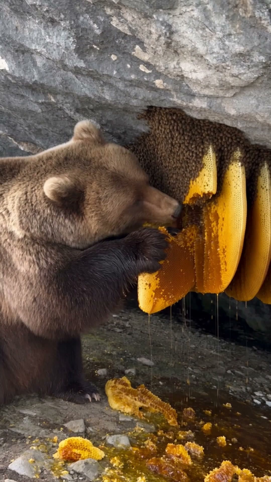 Facebook reel: «The honey was worth it for about three seconds»